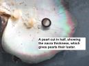 A pearl cut in half, showing the nacra thickness which give pearls their luster.